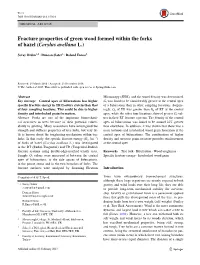 Fracture Properties of Green Wood Formed Within the Forks of Hazel (Corylus Avellana L.)