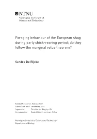 Foraging Behaviour of the European Shag During Early Chick-Rearing Period; Do They Follow the Marginal Value Theorem?