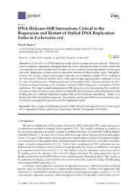 DNA Helicase-SSB Interactions Critical to the Regression and Restart of Stalled DNA Replication Forks in Escherichia Coli