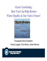 How You Can Help Restore Water Quality & Our Native Oyster!