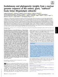 “Subfossil” Koala Lemur Megaladapis Edwardsi