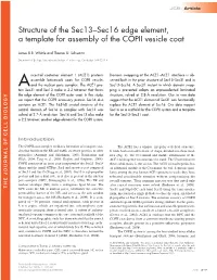 Structure of the Sec13–Sec16 Edge Element, a Template for Assembly of the COPII Vesicle Coat