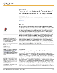 Phylogenetic and Epigenetic Footprinting of the Putative Enhancers of the Peg3 Domain