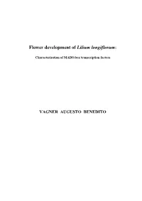The Root Systems of Onion and Allium Fistulosum in The