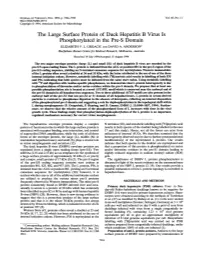 The Large Surface Protein of Duck Hepatitis B Virus Is Phosphorylated in the Pre-S Domain ELIZABETH V