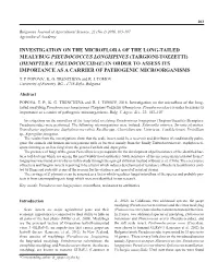 Targioni-Tozzetti) (Hemiptera: Pseudococcidae) in Order to Assess Its Importance As a Carrier of Pathogenic Microorganisms T