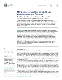 HIF-2A Is Essential for Carotid Body Development and Function