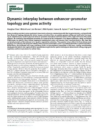 Dynamic Interplay Between Enhancer–Promoter Topology and Gene Activity