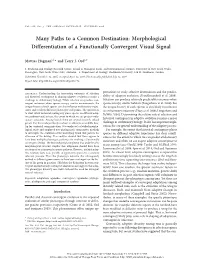 Many Paths to a Common Destination: Morphological Differentiation of a Functionally Convergent Visual Signal