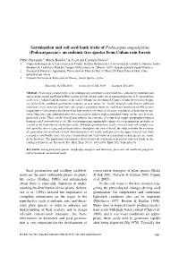Germination and Soil Seed Bank Traits of Podocarpus Angustifolius (Podocarpaceae): an Endemic Tree Species from Cuban Rain Forests