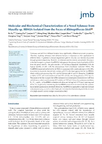 Molecular and Biochemical Characterization of a Novel Xylanase from Massilia Sp. RBM26 Isolated from the Feces of Rhinopithecus