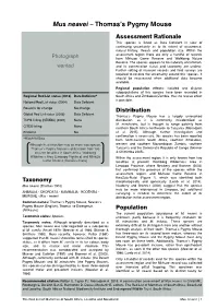 Mus Neavei – Thomas’S Pygmy Mouse