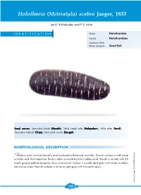Holothuria (Metriatyla) Scabra Jaeger, 1833