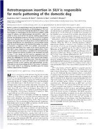 Retrotransposon Insertion in SILV Is Responsible for Merle Patterning of the Domestic Dog