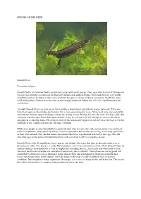 SPECIES of the WEEK Smooth Newt Lissotriton Vulgaris Smooth