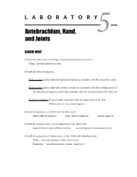 Antebrachium, Hand, and Joints