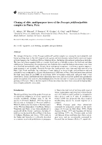 Cloning of Elite, Multipurpose Trees of the Prosopis Juliflora/Pallida Complex in Piura, Peru