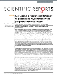 Glcnac6st-1 Regulates Sulfation of N-Glycans and Myelination in the Peripheral Nervous System