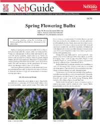 Spring Flowering Bulbs Anne M