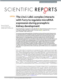 The Lhx1-Ldb1 Complex Interacts with Furry to Regulate Microrna