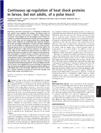 Continuous Up-Regulation of Heat Shock Proteins in Larvae, but Not Adults, of a Polar Insect