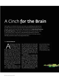 A Cinch for the Brain