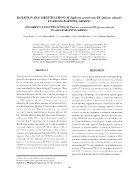 ISOLATION and IDENTIFICATION of Taphrina Caerulescens in Quercus Eduardii in AGUASCALIENTES, MEXICO