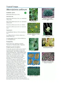 Macrotyloma Uniflorum Scientific Name  Macrotyloma Uniflorum (Lam.) Verdc