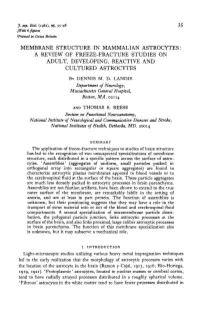 Membrane Structure in Mammalian Astrocytes: a Review of Freeze-Fracture Studies on Adult, Developing, Reactive and Cultured Astrocytes