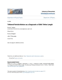 Tethered Particle Motion As a Diagnostic of DNA Tether Length