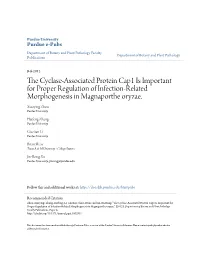The Cyclase-Associated Protein Cap1 Is Important for Proper Regulation of Infection-Related Morphogenesis in Magnaporthe Oryzae. Plos Pathog 8(9): E1002911