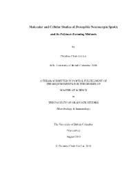 Molecular and Cellular Studies of Drosophila Neuroserpin Spn4a And