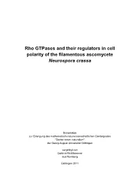 Rho Gtpases and Their Regulators in Cell Polarity of the Filamentous Ascomycete Neurospora Crassa