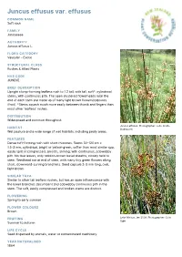 Juncus Effusus Var. Effusus