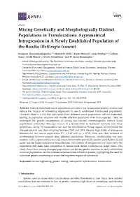 Mixing Genetically and Morphologically Distinct