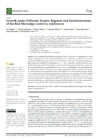 Growth Under Different Trophic Regimes and Synchronization of the Red Microalga Galdieria Sulphuraria