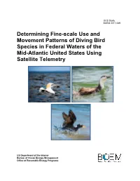 Determining Fine-Scale Use and Movement Patterns of Diving Bird Species in Federal Waters of the Mid-Atlantic United States Using Satellite Telemetry