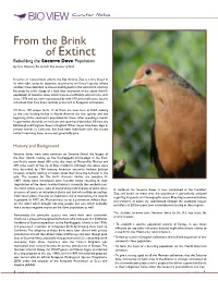Of Extinct Rebuilding the Socorro Dove Population by Peter Shannon, Rio Grande Zoo Curator of Birds