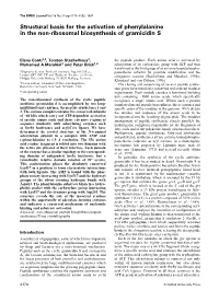 Structural Basis for the Activation of Phenylalanine in the Non-Ribosomal Biosynthesis of Gramicidin S
