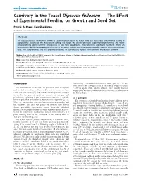 Carnivory in the Teasel Dipsacus Fullonum — the Effect of Experimental Feeding on Growth and Seed Set