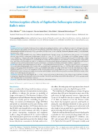 Antinociceptive Effects of Euphorbia Helioscopia Extract on Balb/C Mice