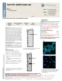 Rab11fip1 (D9D8P) Rabbitmab 3 Endogenous Applications W, IP, IF-IC Pg—Pig  (10 Westernblots) 100 Μl Sc—S