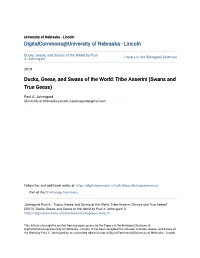 Ducks, Geese, and Swans of the World by Paul A