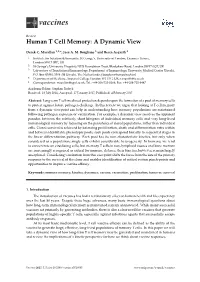 Human T Cell Memory: a Dynamic View