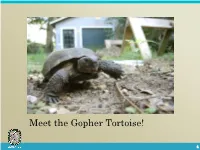 Juvenile Gopher Tortoises Adult Gopher Tortoises Where Do Gopher Tortoises Live? Where Else Do We Find Them? What Do They Eat?