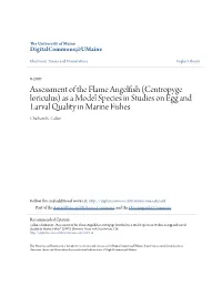 Assessment of the Flame Angelfish (Centropyge Loriculus) As a Model Species in Studies on Egg and Larval Quality in Marine Fishes Chatham K