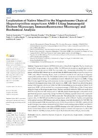Localization of Native Mms13 to the Magnetosome Chain Of