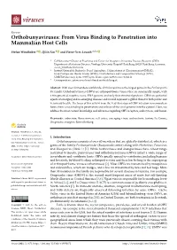 Orthobunyaviruses: from Virus Binding to Penetration Into Mammalian Host Cells
