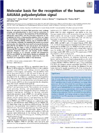 Molecular Basis for the Recognition of the Human AAUAAA Polyadenylation Signal