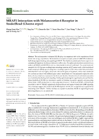 MRAP2 Interaction with Melanocortin-4 Receptor in Snakehead (Channa Argus)